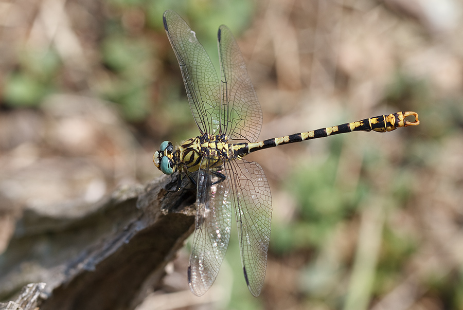 Onychogomphus forcipatus